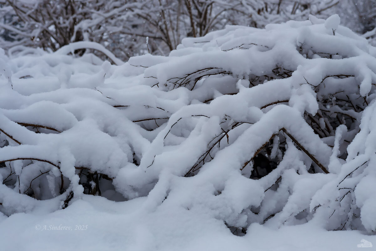 Куст в снегу - Александр Синдерёв