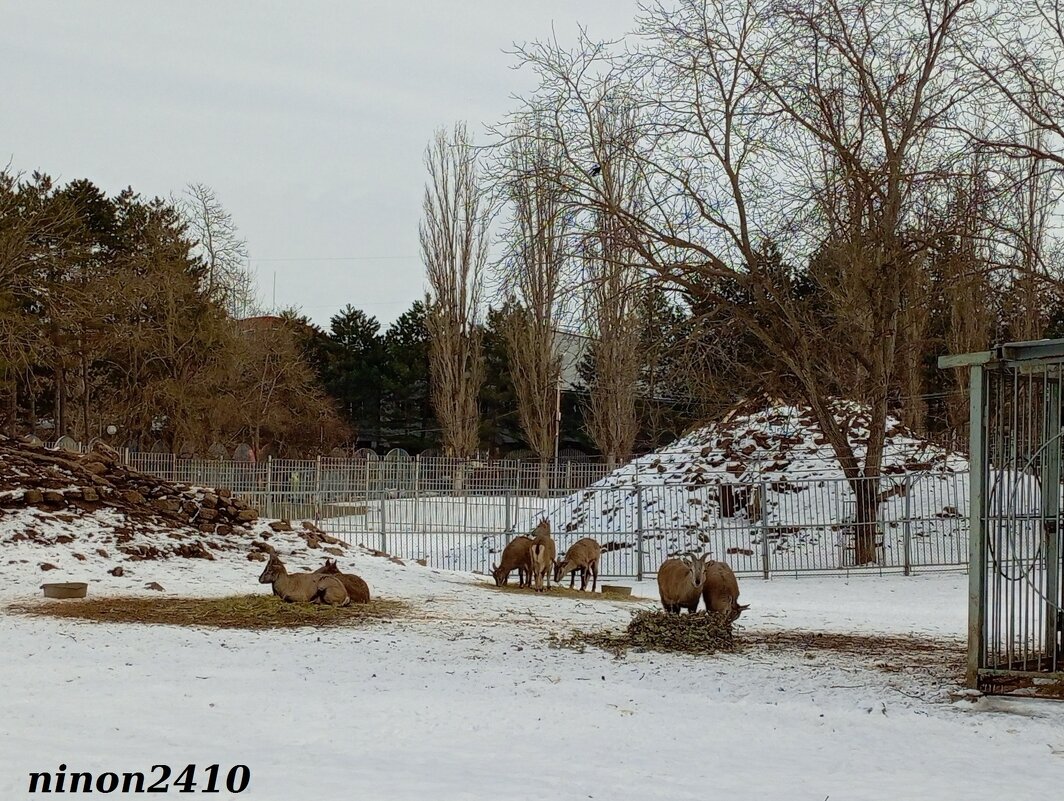В ростовском зоопарке - Нина Бутко В ростовском зоопарке - Нина Бутко