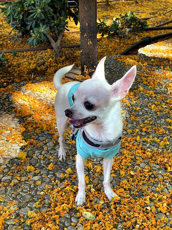 ЧИХУАХУА - Анатолий Малобродский