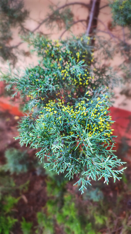 Кипарис - AZ east3 Кипарис - AZ east3