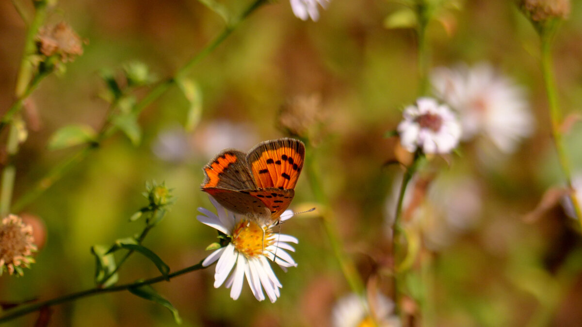 опять про бабочек 429 - Александр Прокудин