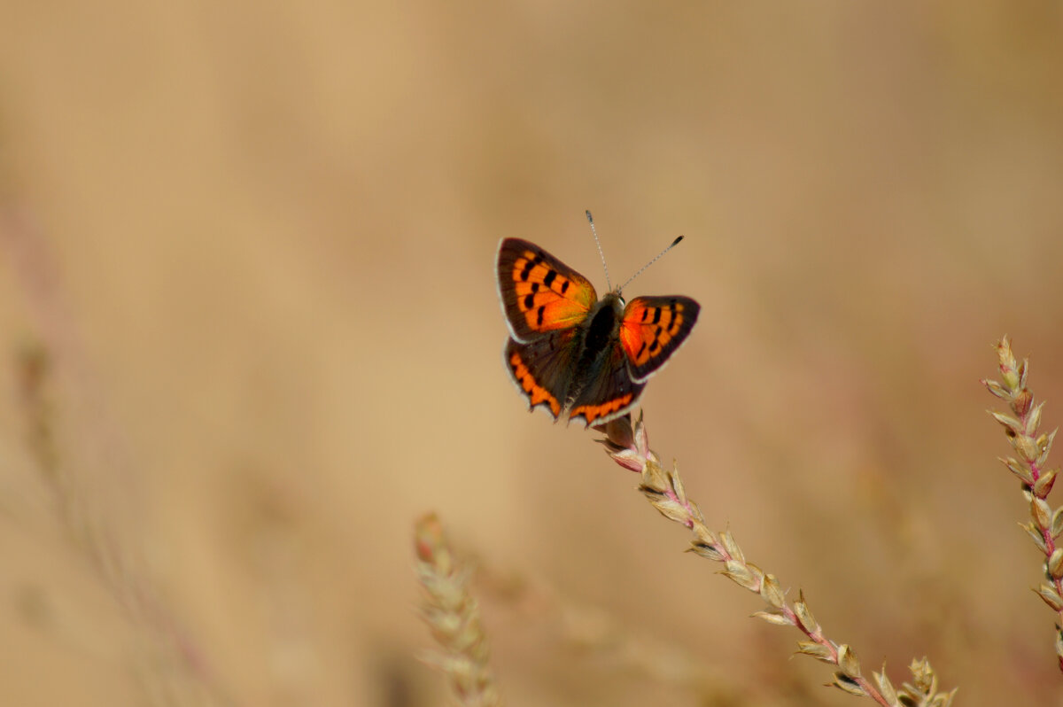 опять про бабочек 431 - Александр Прокудин