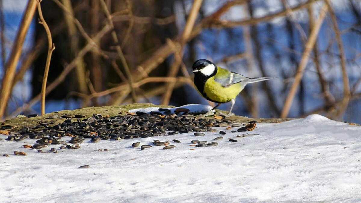 Повезло синице с семечками. - Милешкин Владимир Алексеевич Повезло синице с семечками. - Милешкин Владимир Алексеевич