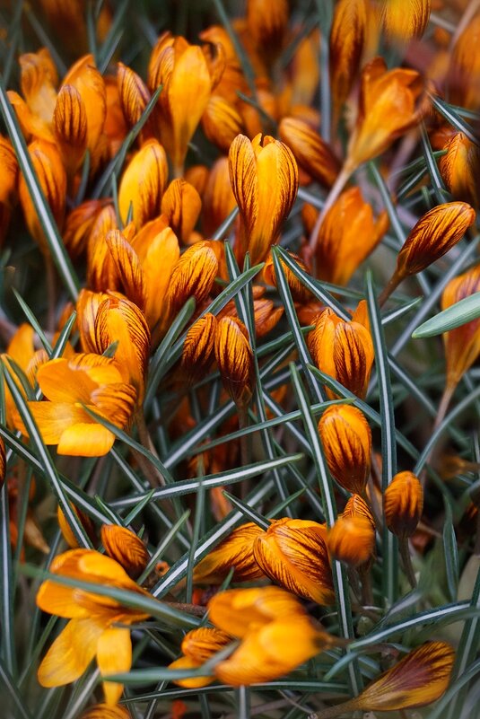 Весна в Аптекарском огороде - Ольга Весна в Аптекарском огороде - Ольга