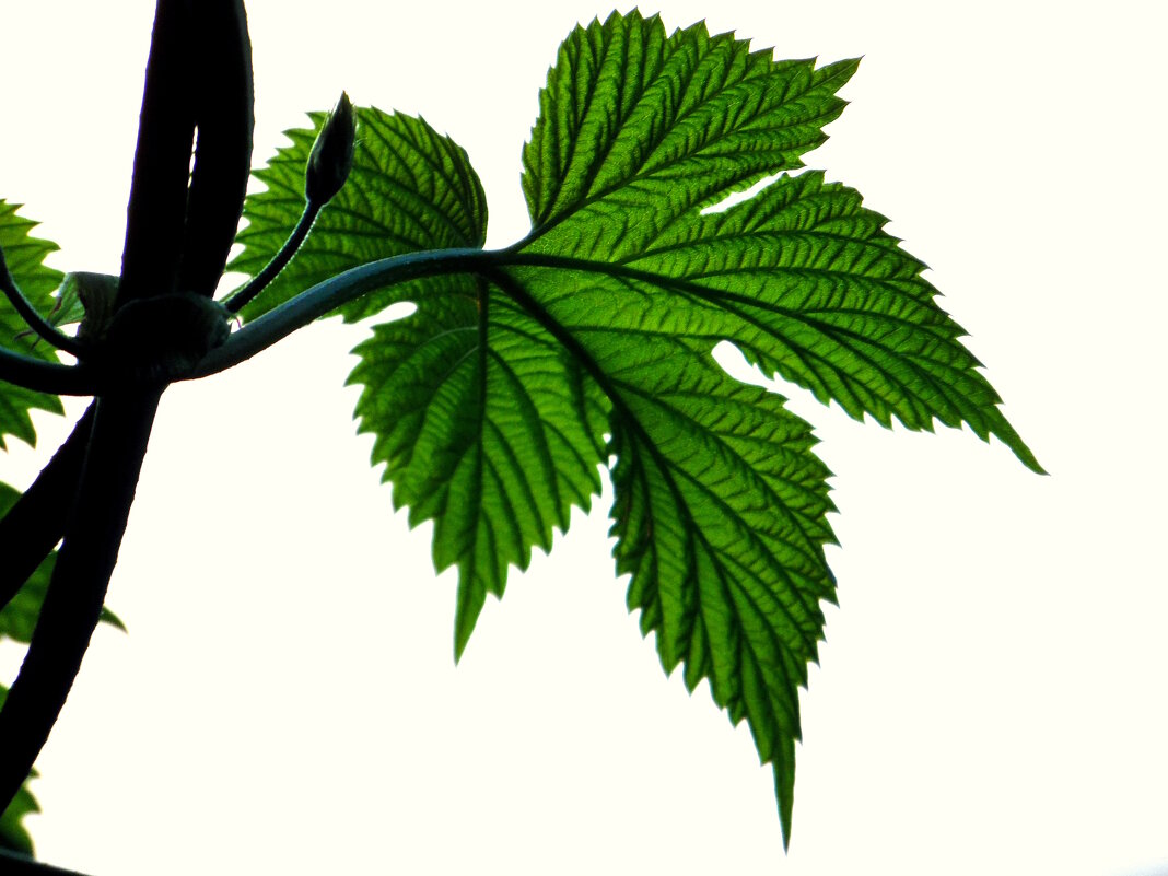 Молодой листочек хмеля. - nadyasilyuk Вознюк Молодой листочек хмеля. - nadyasilyuk Вознюк