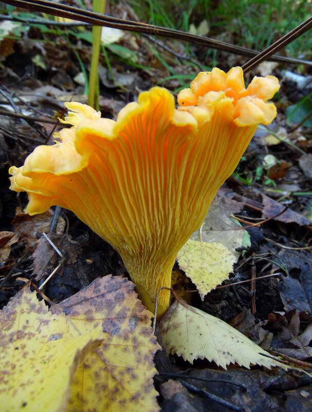 Лисичка. - nadyasilyuk Вознюк Лисичка. - nadyasilyuk Вознюк