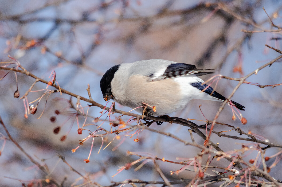 Вкусные яблочки. - Виктор Иванович Чернюк Вкусные яблочки. - Виктор Иванович Чернюк