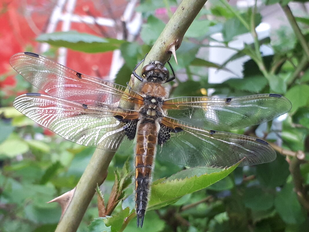 Стрекоза. - Надежда Стрекоза. - Надежда