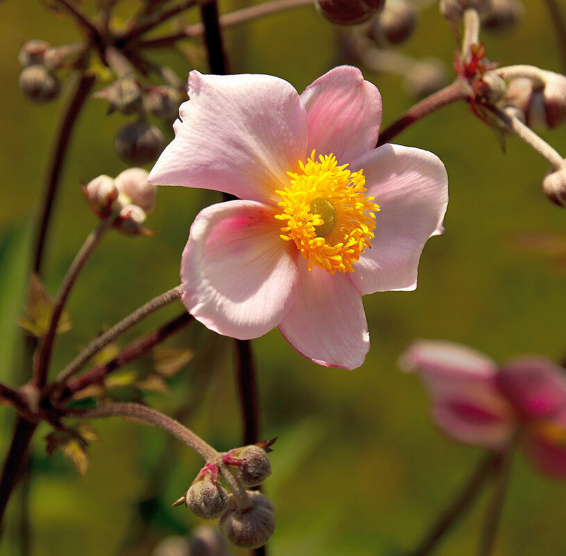 Анемон цветёт в Свенском саду - Евгений 