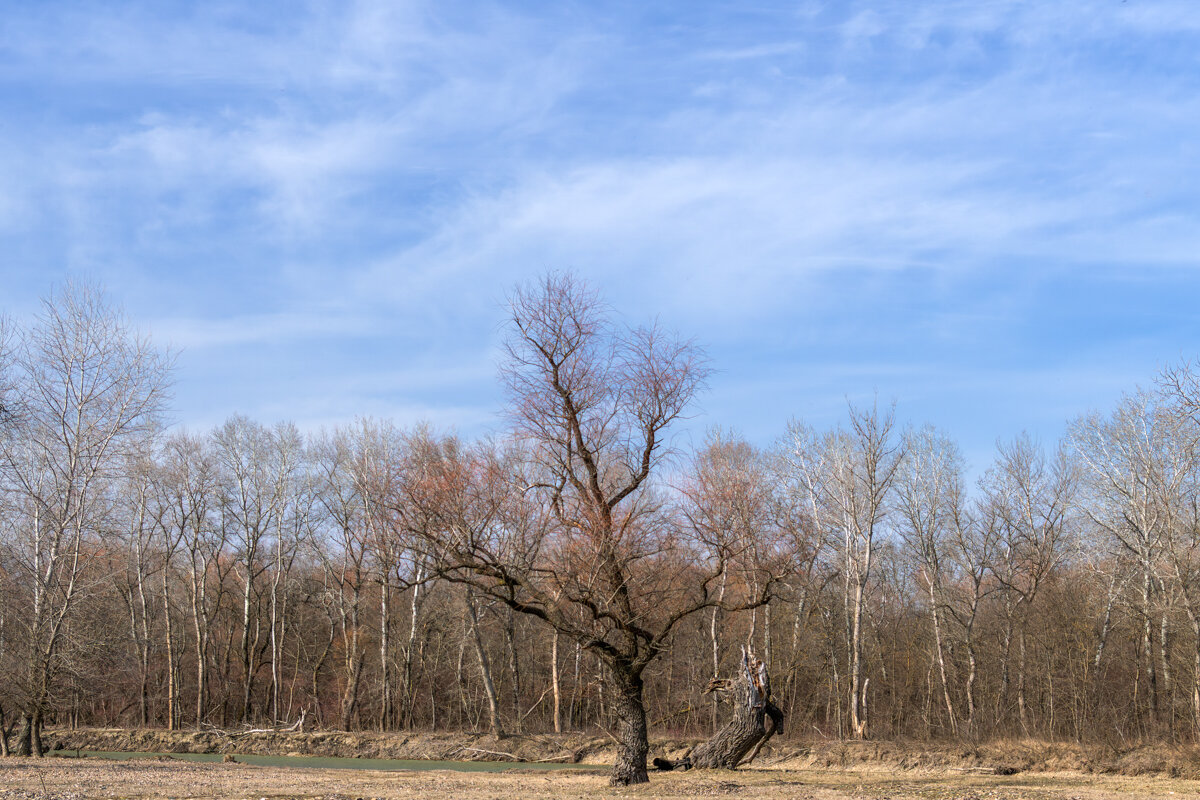 Весна - Игорь Сикорский