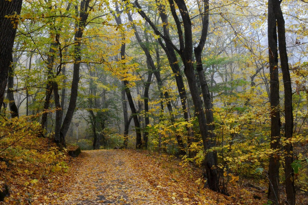 В осеннем лесу..... - Юрий Цыплятников В осеннем лесу..... - Юрий Цыплятников
