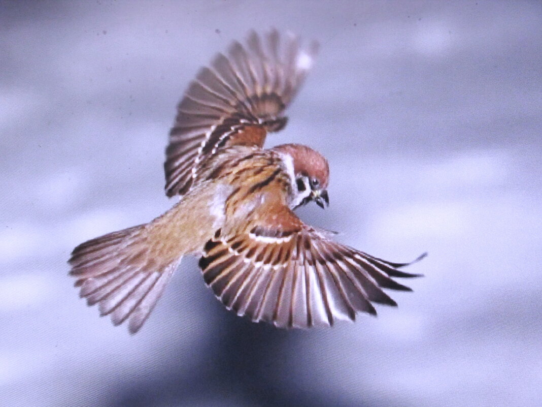 В полёте - Людмила Смородинская