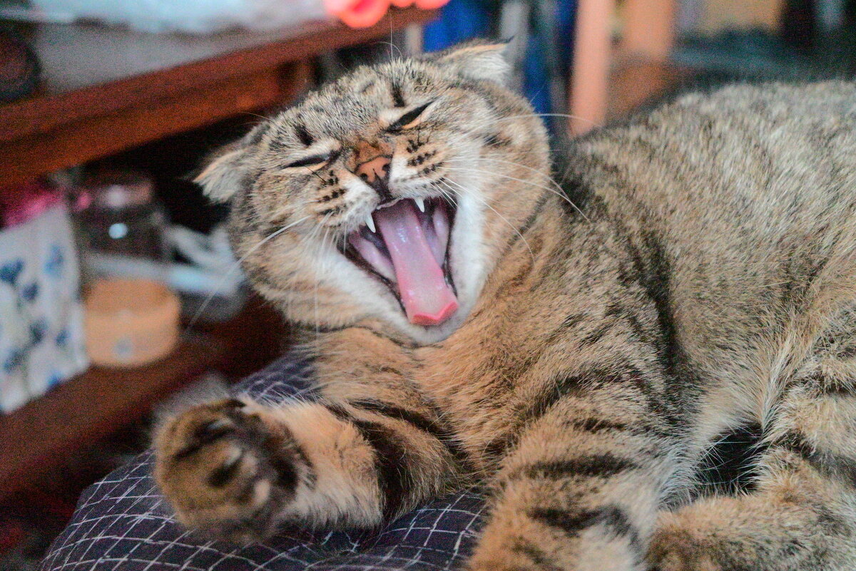 Когда до тебя дошла шутка хозяина - Владислав Левашов Когда до тебя дошла шутка хозяина - Владислав Левашов