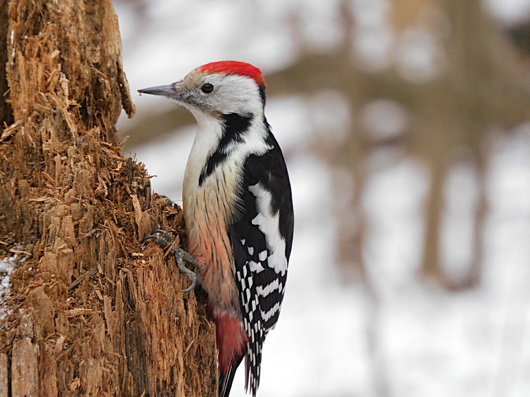 Средний пёстрый дятел - Лина Средний пёстрый дятел - Лина