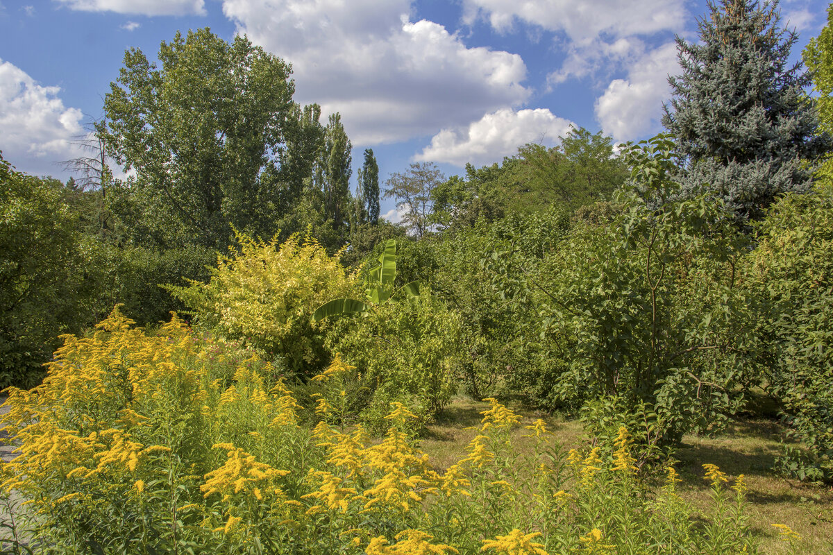 Лето в ботаническом саду Н В Багрова - Валентин Семчишин Лето в ботаническом саду Н В Багрова - Валентин Семчишин