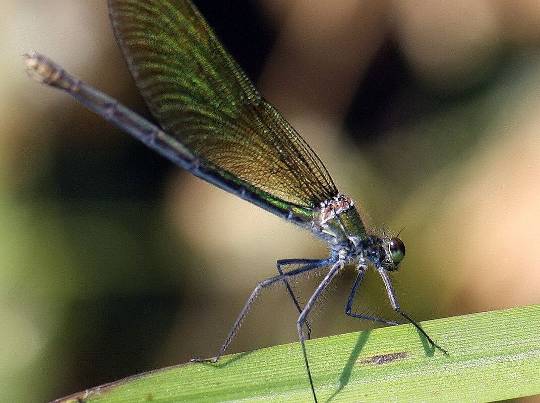 Стрекоза - ZNatasha -