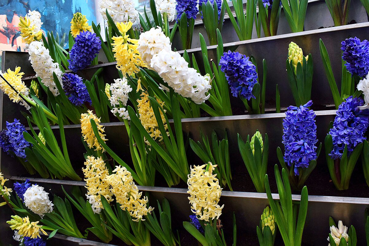 Цветочная мелодия. - Татьяна Помогалова Цветочная мелодия. - Татьяна Помогалова