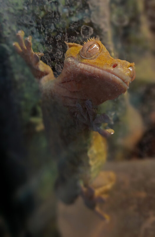 Реснитчатый бананоед. - ИРЭН@ .