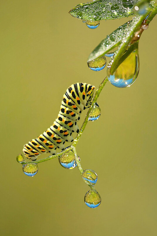 Гусеница - Андрей Пристяжнюк