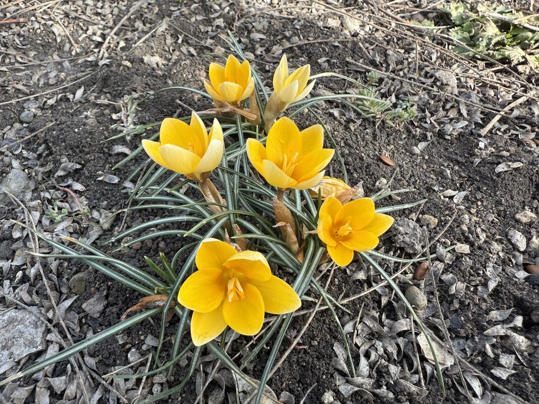 Весна - Валентина .