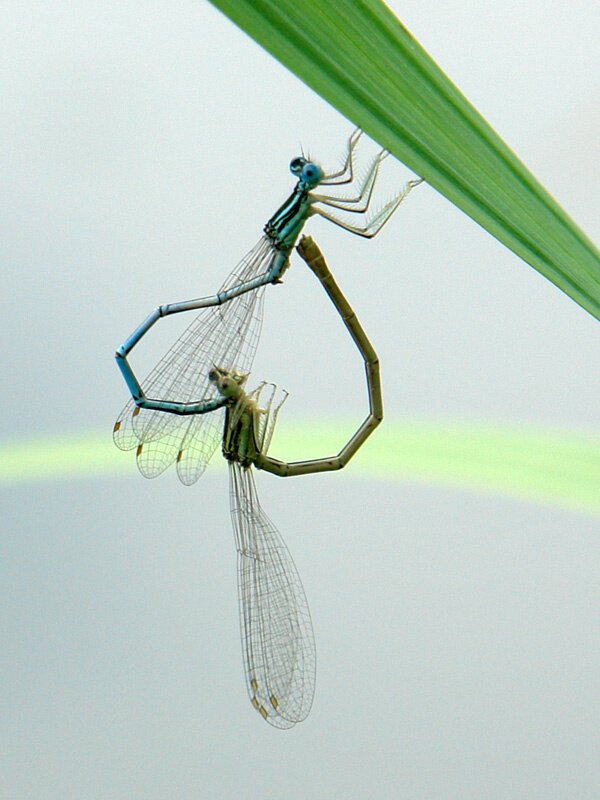 Валентинка! - Игорь Шевердин Валентинка! - Игорь Шевердин