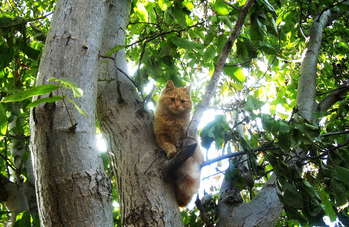 Почти фотомодель! - Татьяна Р 