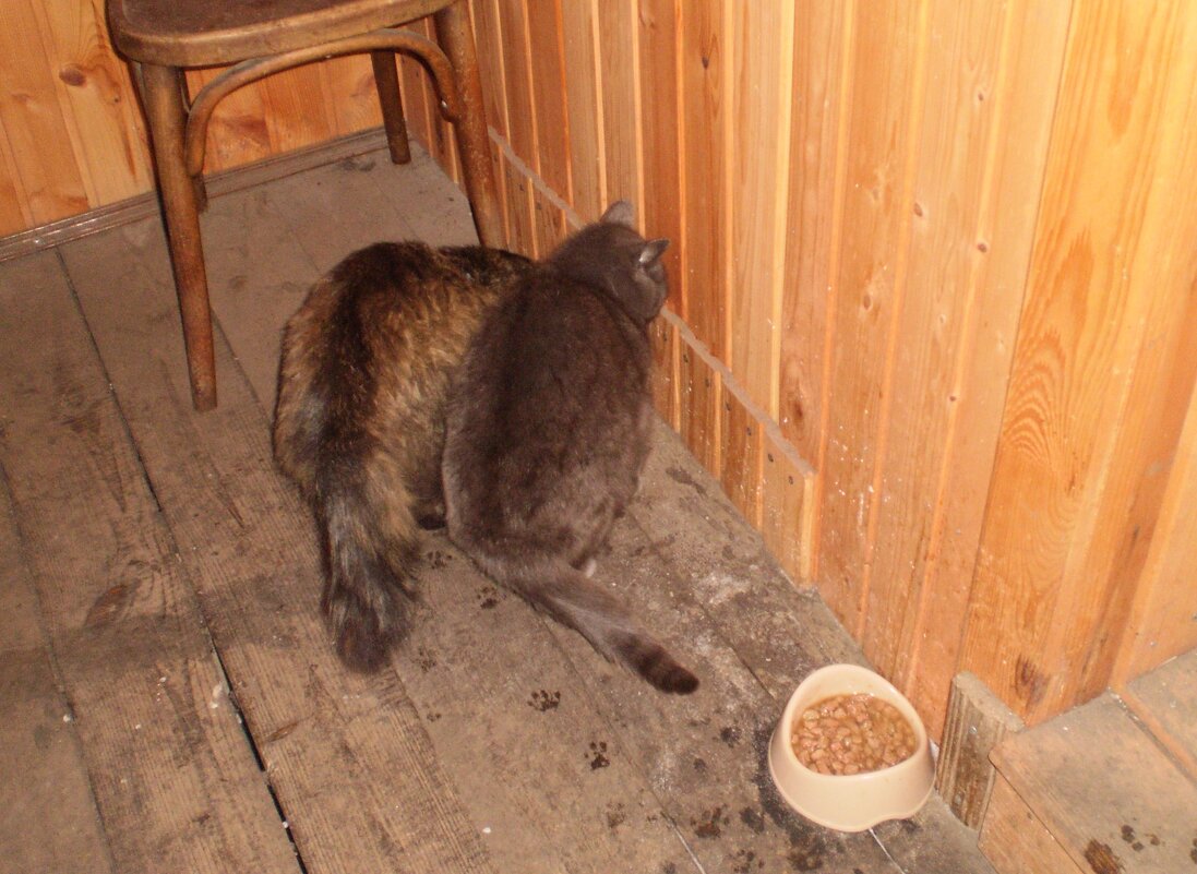 За городом. - Венера Чуйкова За городом. - Венера Чуйкова