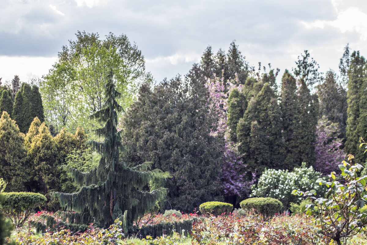 Тираспольский дендропарк - Коля Лукашов Тираспольский дендропарк - Коля Лукашов