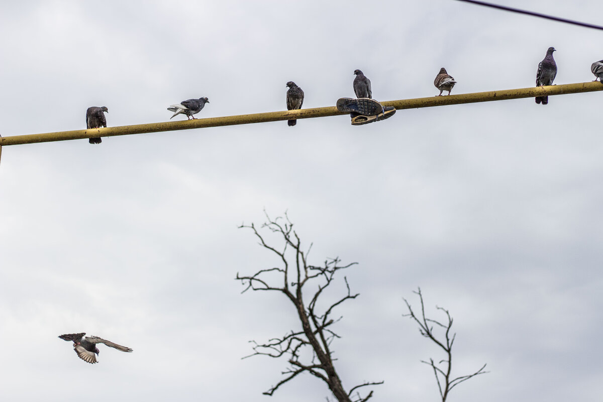 Голуби & Nike Air Max90 - Коля Лукашов