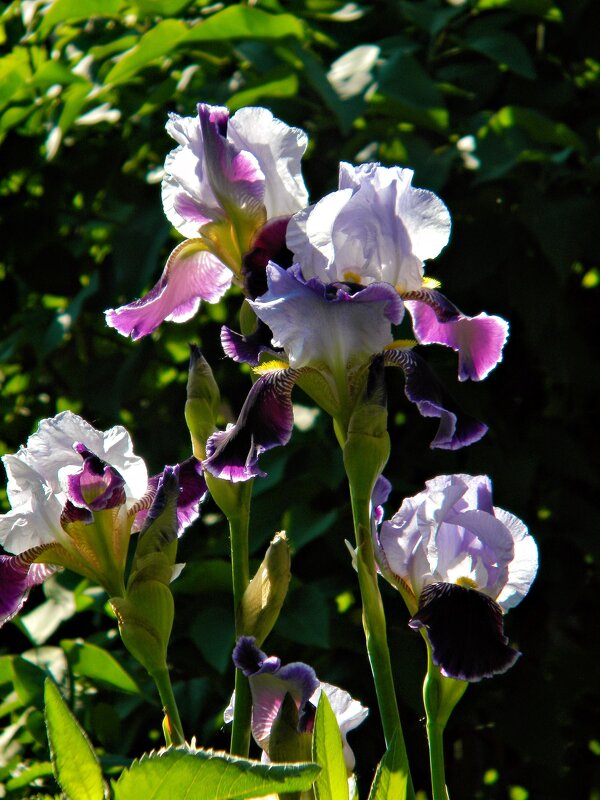 Просто цветы - Роман Савоцкий