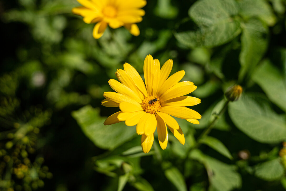 "Ох, лето красное! любил бы я тебя, когда б не зной, да пыль, да комары, да мухи" - Анастасия Фотографовна