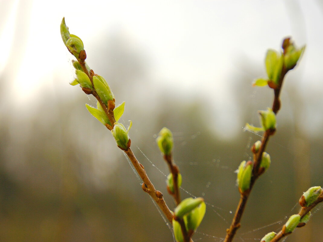 Из зелёной почки пробиваются листочки - Елена Пономарева