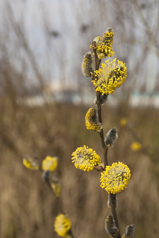 Первые " цветы" - Елена Пономарева Первые " цветы" - Елена Пономарева