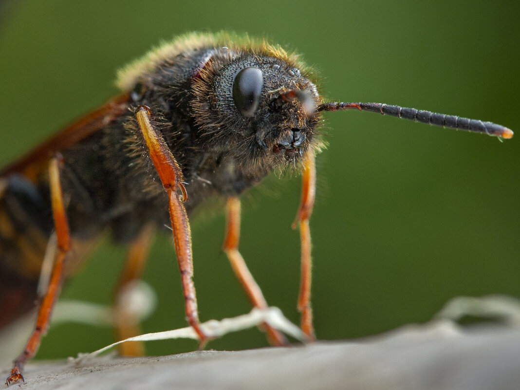 Рогохвост - Barguzin_45 Иваныч Рогохвост - Barguzin_45 Иваныч