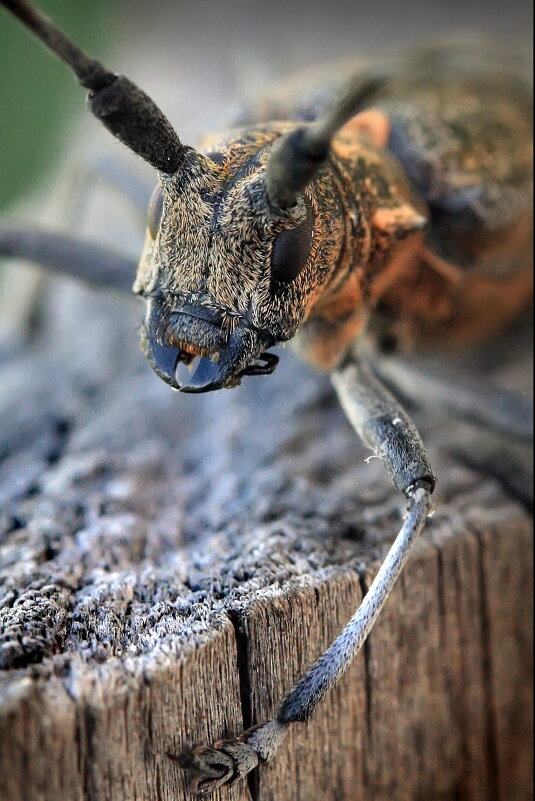 Дровосек - Barguzin_45 Иваныч Дровосек - Barguzin_45 Иваныч