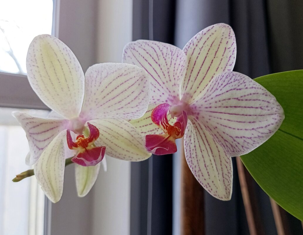 Орхидея цветёт. - Ирина ***