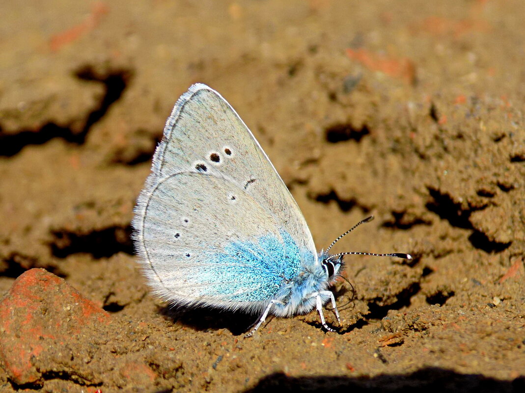 На сырой земле... - Константин Штарк На сырой земле... - Константин Штарк