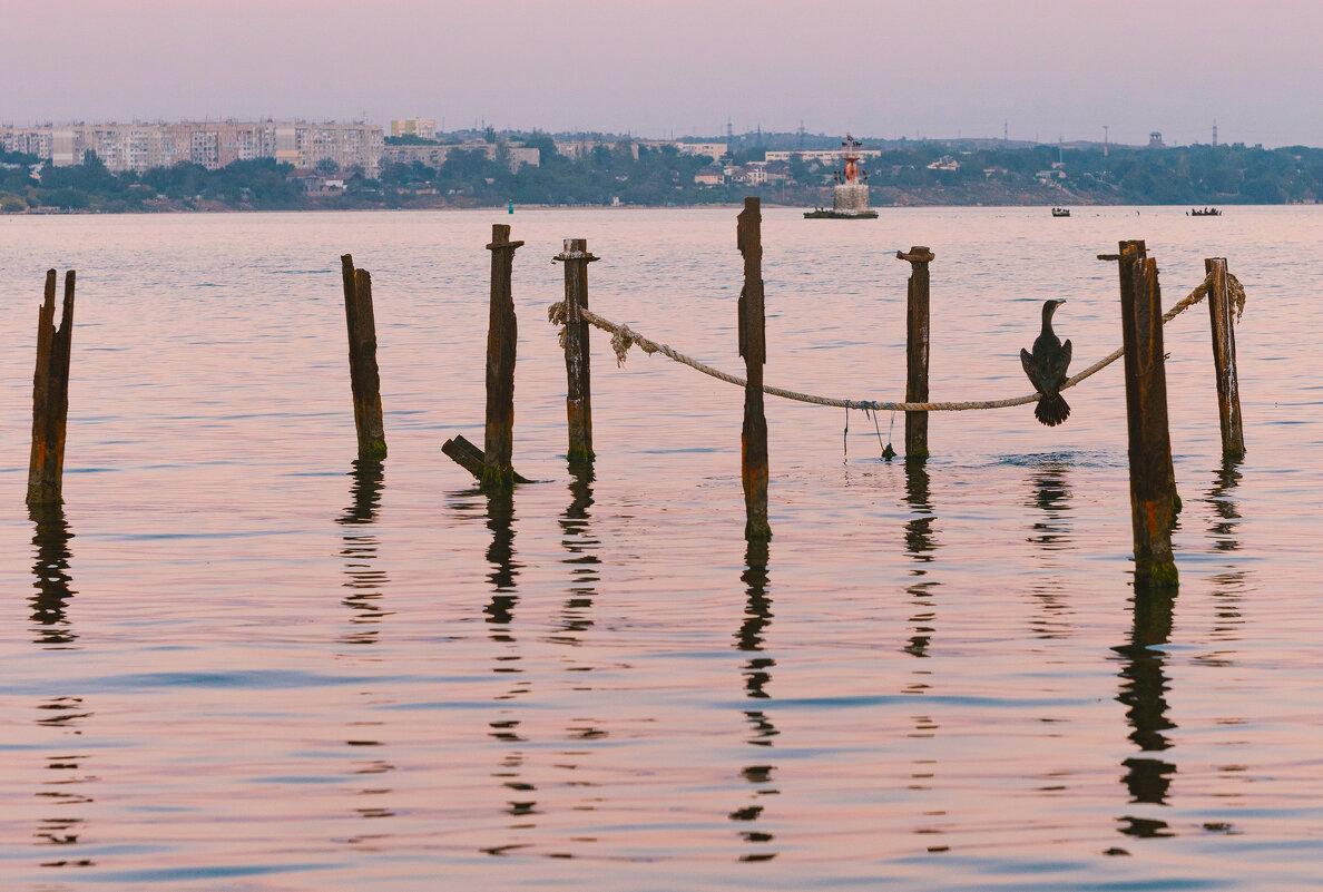 Бакланьи посиделки у воды. - Анатолий Щербак