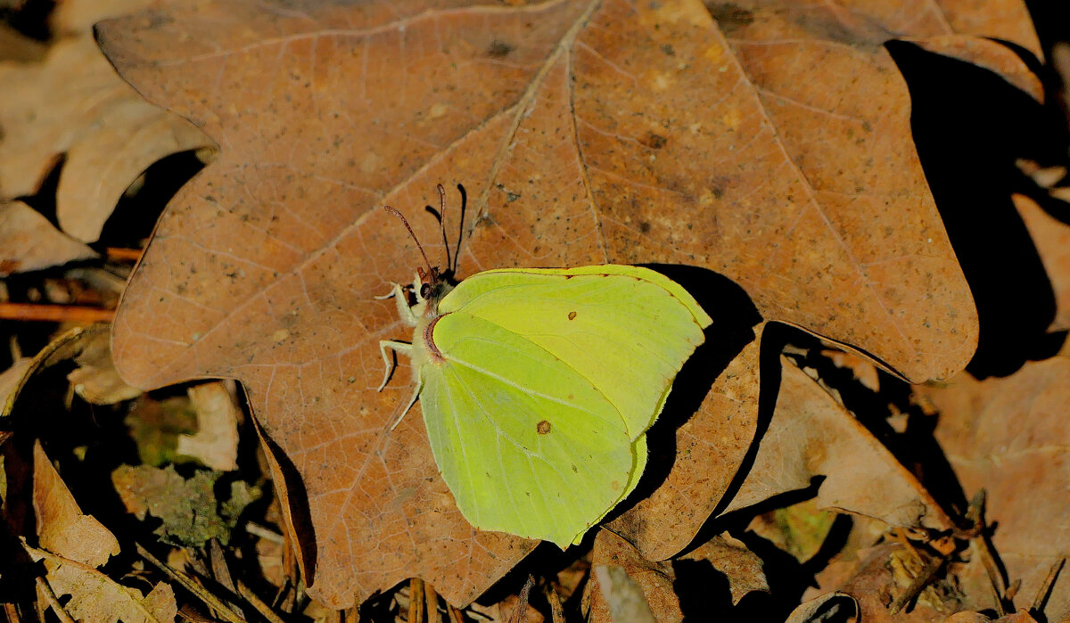 ПЕРВАЯ СНЯТАЯ В 2025г. СЕГОДНЯ! 436 - Александр Прокудин ПЕРВАЯ СНЯТАЯ В 2025г. СЕГОДНЯ! 436 - Александр Прокудин