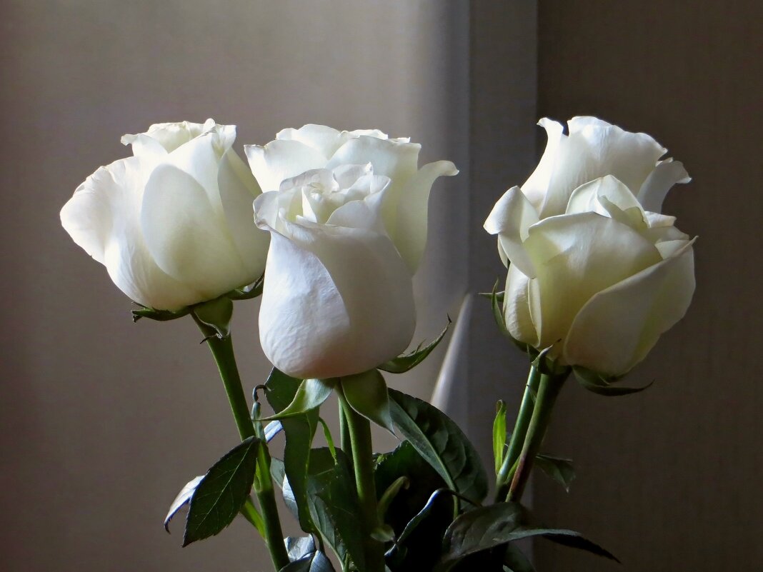 Прекрасней нет на свете белых роз! - Татьяна Смоляниченко Прекрасней нет на свете белых роз! - Татьяна Смоляниченко