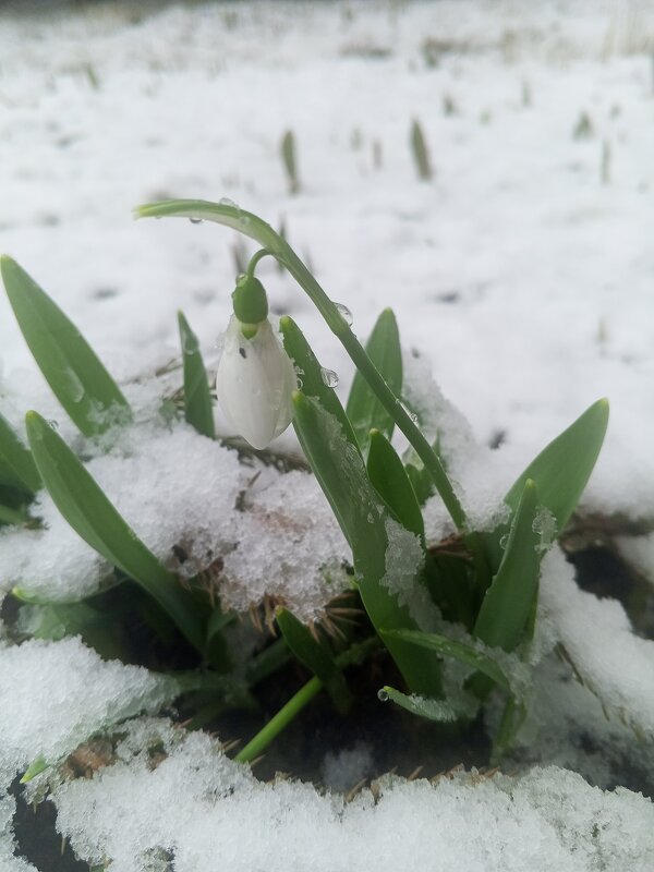 Галантус - Сапсан Галантус - Сапсан