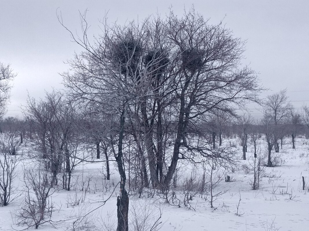 Скоро сороки будут заселяться - Андрей Хлопонин Скоро сороки будут заселяться - Андрей Хлопонин