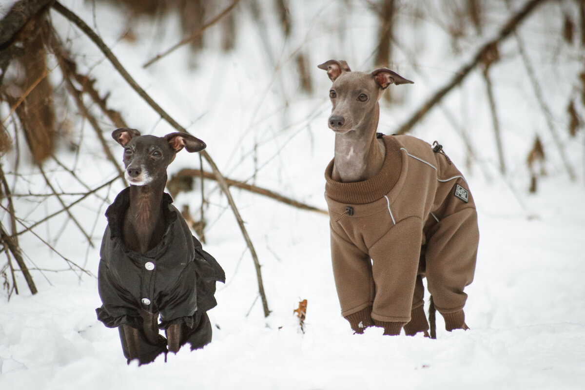 *** - Дмитрий Кобзев *** - Дмитрий Кобзев