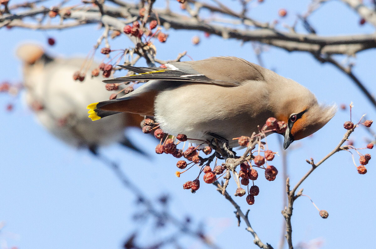 Свиристель. - Виктор Иванович Чернюк Свиристель. - Виктор Иванович Чернюк