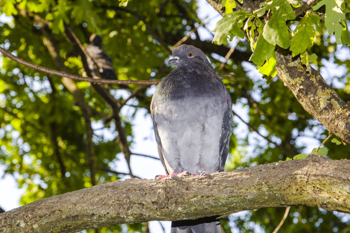 Голубь наблюдатель - Валентин Семчишин Голубь наблюдатель - Валентин Семчишин