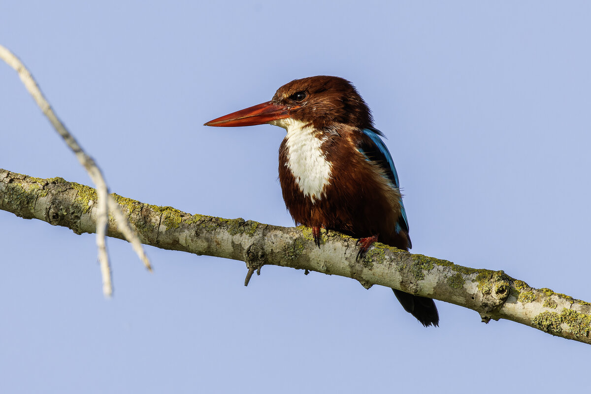 Красноклювая альциона. - Alexander Amromin