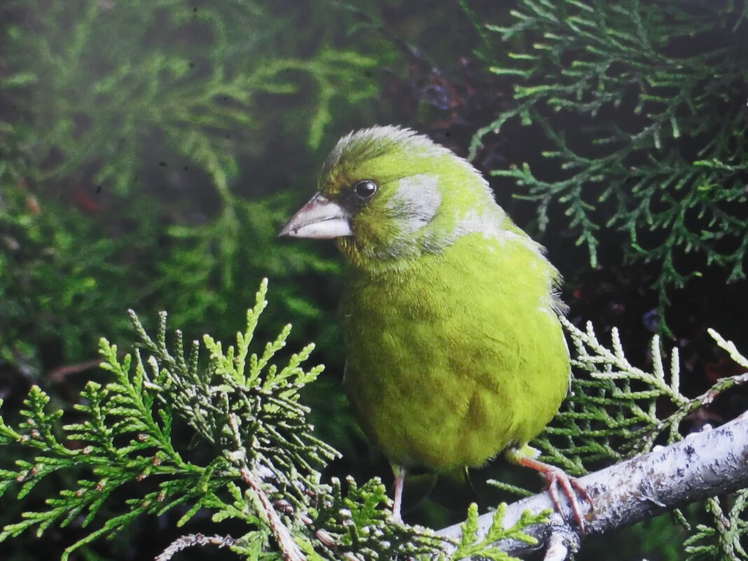 Зеленушка на туе - Людмила Смородинская Зеленушка на туе - Людмила Смородинская