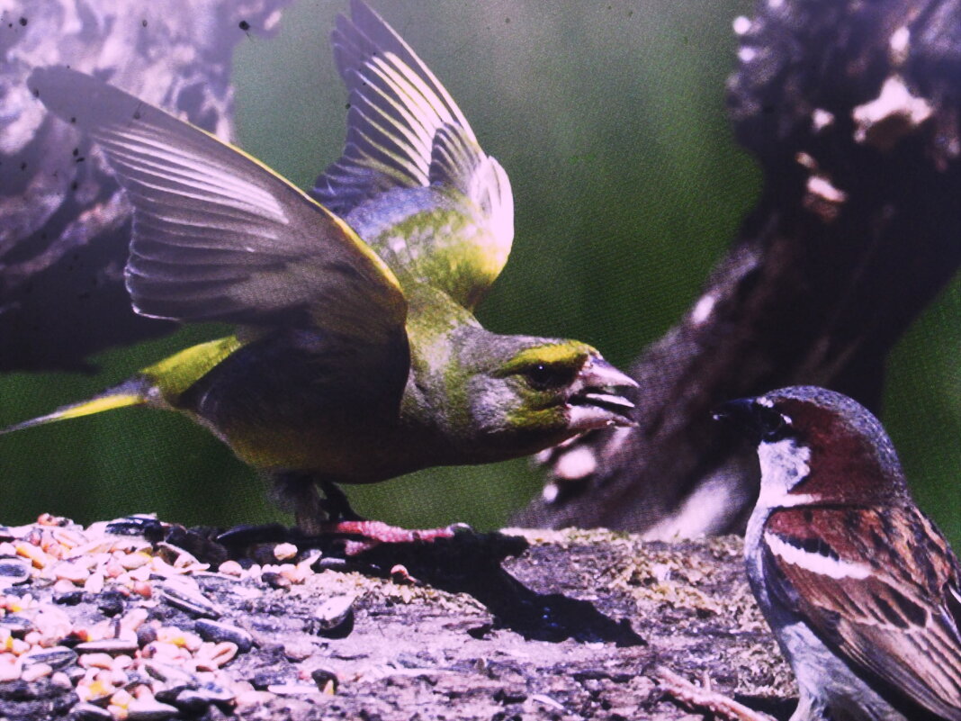Прогоняет воробья - Людмила Смородинская