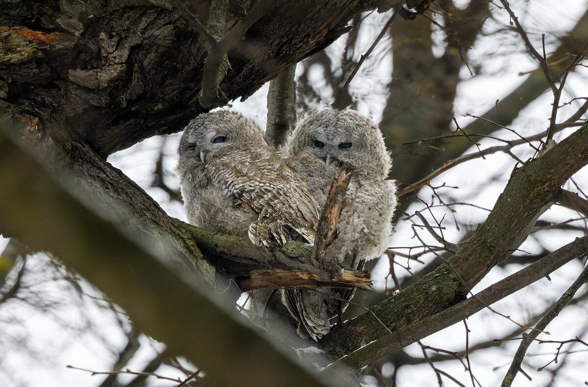 совята серой неясыти. - юрий макаров совята серой неясыти. - юрий макаров