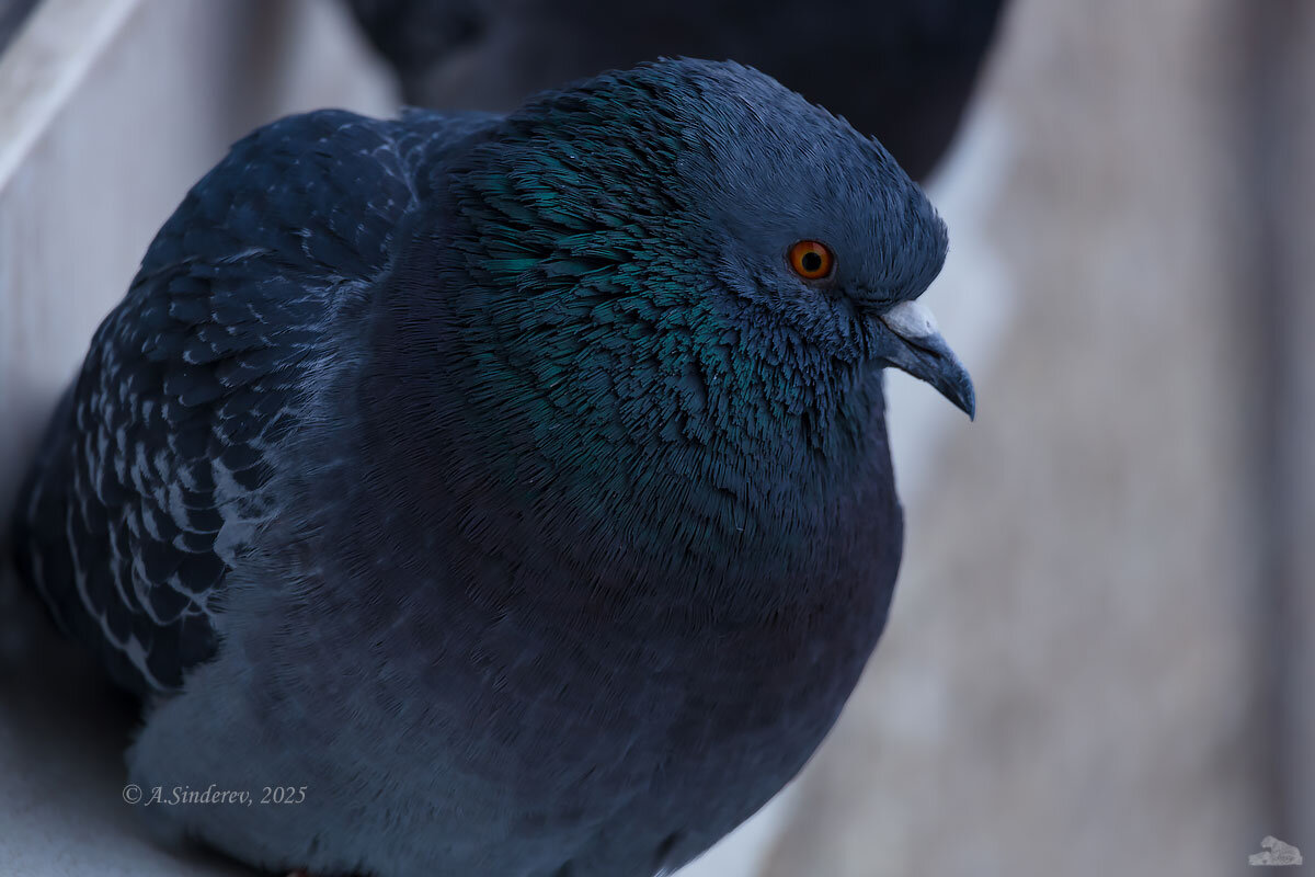 Голубь - Александр Синдерёв